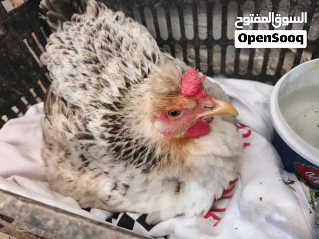 دجاج للبيع