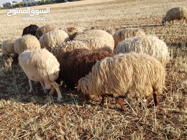 بالات قش قمح مكبوس مع سبل بمعنى اخر علف صافي