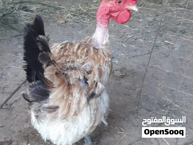السلام عليكم فرنسوني اقراء الوصف