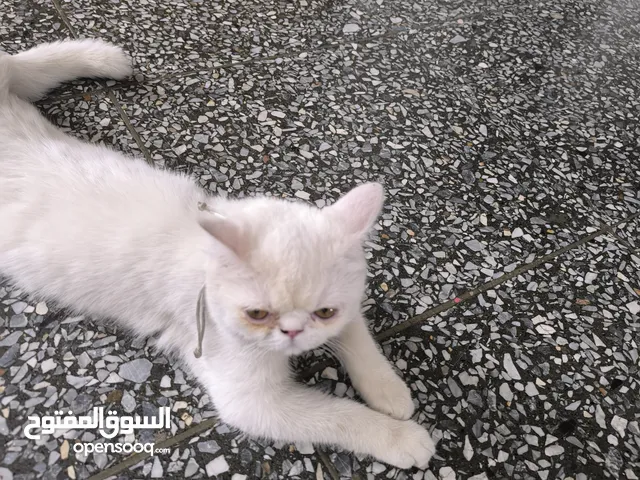 حيوانات للبيع