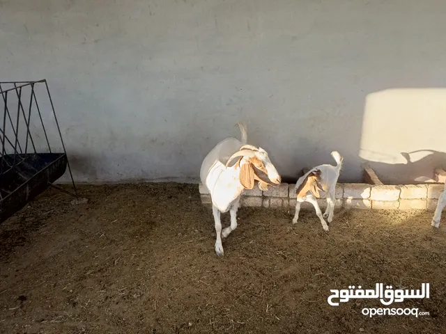 ماعز خليط موجود كمية