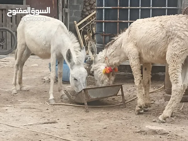 حمار ذكر وانثى وجحش صغير عمره 3 اسابيع