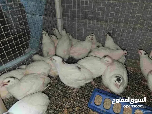 متوفر معنا طيور السمان الجامبوا بياضات مضمون عمر 45 يوم إلى 55 يوم ضمان الخلو من العيوب ويتوفر بيض.