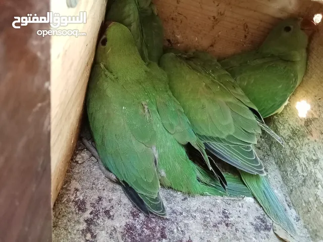 Green parrots