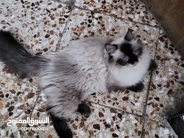 قط للتبني نثيه مدربه