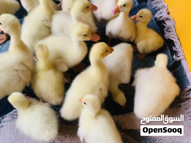 بطوط كوبرا حلوات نشطات العدد 17 وحده سعر الوحده 9 الاف مكاني بصره شط ألعرب الكباسي