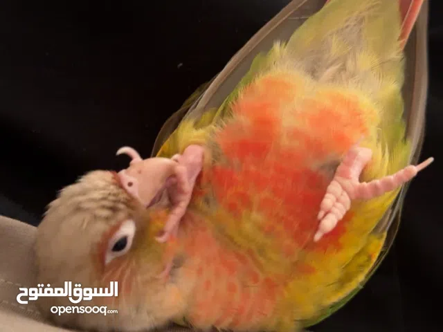 كنيور اناناس الييف نشبة عمره 3 شهور