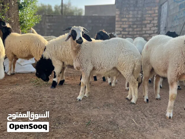 25 راس فيهن فطيمه