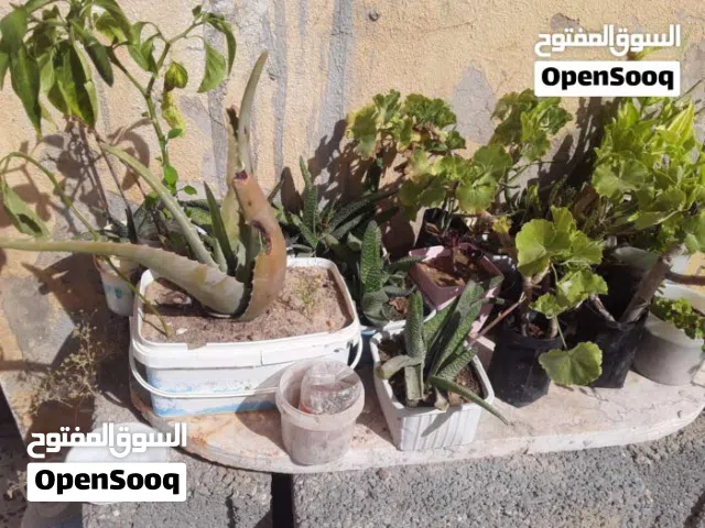 للبيع نباتات زينه باقل سعر