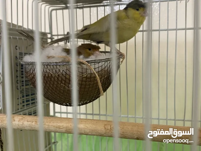 زوج كناري وزوج هوقو وذكر كناري مستوى عالي كلهم على 400 وكلهم منتجين