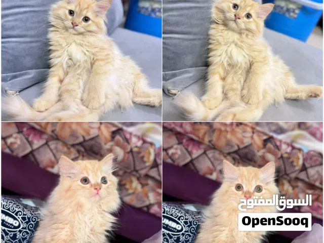 Cat for sale إستمارة بيع