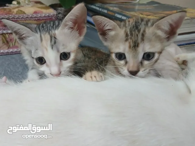 Adorable baby kittens for sale! ≽^•⩊•^≼ Three mixed breed kitties in saham!