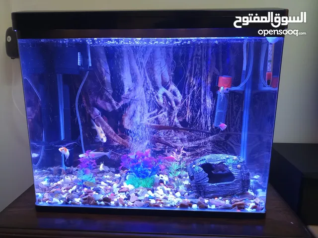 Beautiful fish Aquarium with fishes