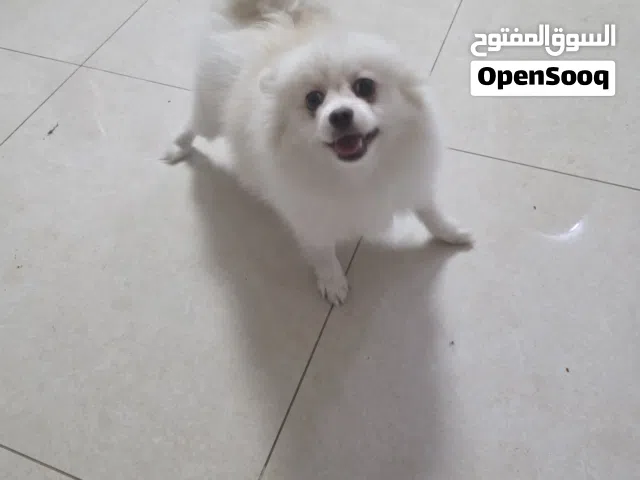 Beautiful Full breed Pomeranian (Vaccinated)