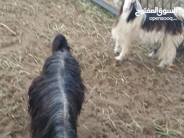 تيس عماني العمر قريب السنتين