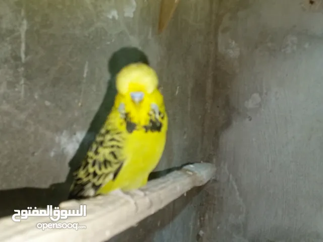 ذكرين حب انجليزي نخب يوجد توصيل