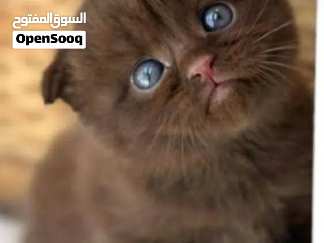 مطلوب لشراء أنثى سكوتش جولدن بيور ny12 او ny11 فقط العمر 5 شهور وفوق