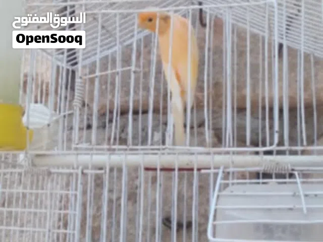 دكر كناري للبيع بلقفص