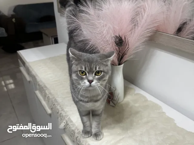 قط ذكر للتبني مجانا