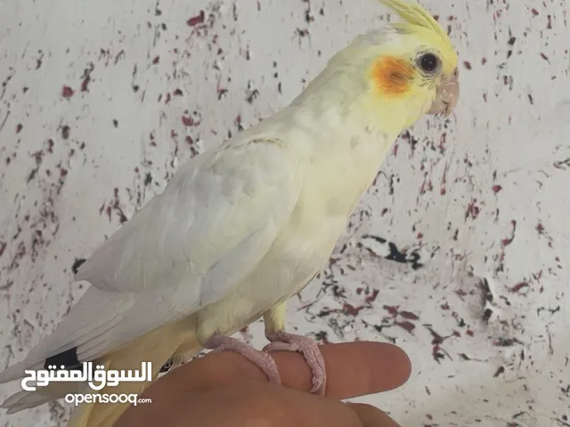 حبتين كوكتيل اليف