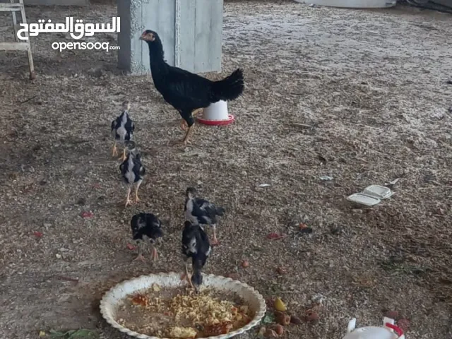 دجاجة باكستانية لون اسود عمرها سنة.باكستاني صافي البزرة القديمة
