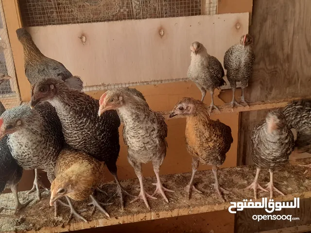 فرخات / صيصان / جاج بلدي للييع