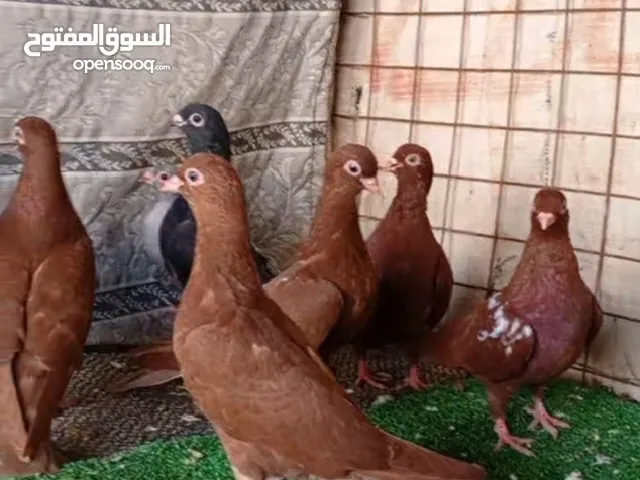 فراخ حمام مفطومات