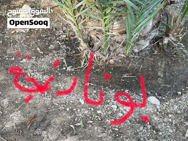 للبيع فسيلة نخلة أبو نارنجه Abu Naranja Palm Offshoot for Sale