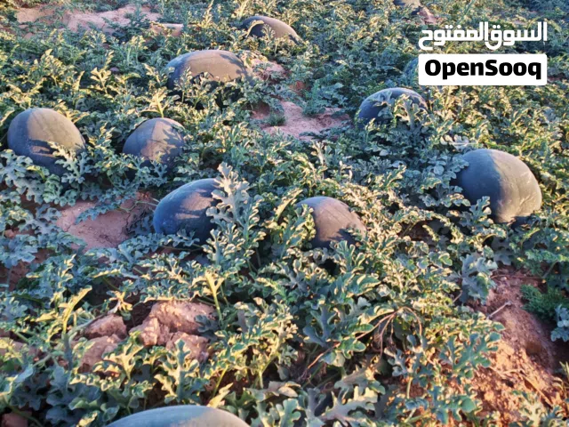 بطيخ اسود راس ناصر