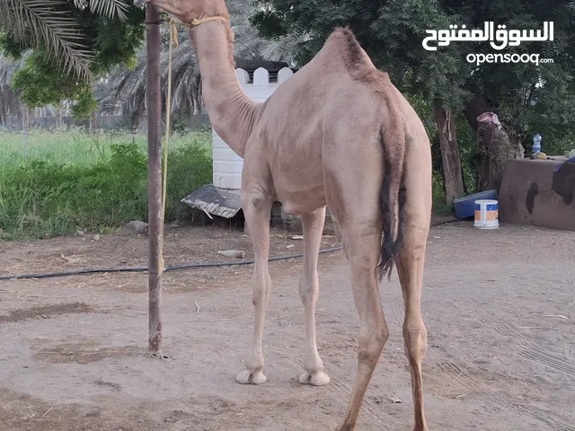 بكرة مزاين مشاركه العام وجايه سابع وثالث