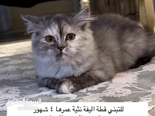 4 months female cat for adoption