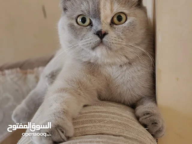 Scotish fold Short hair