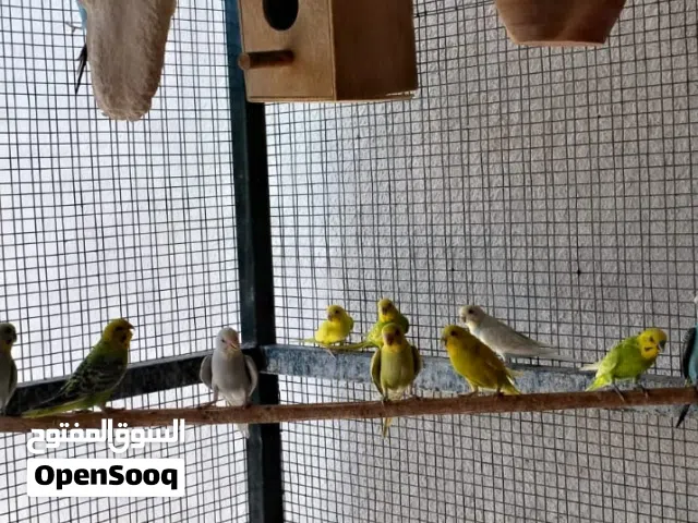 طيور للبيع مع القفص