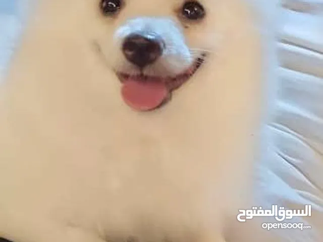 للبيع كلب بومرينيا عمره 4 شهور