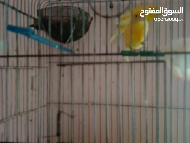 كنار للبيع