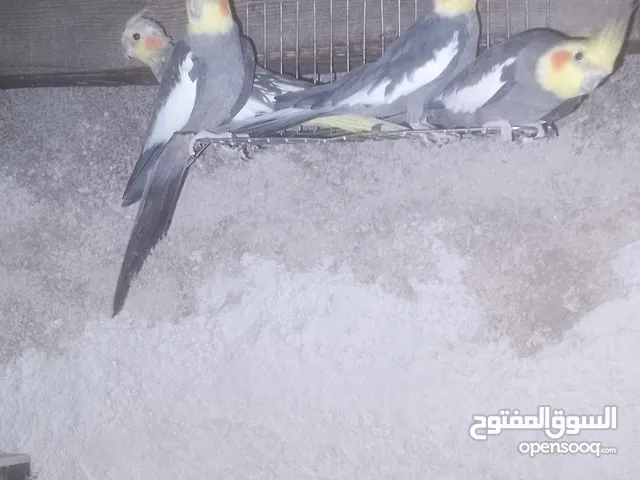 جوزين كوكتيل حبشيات شغالات 100٪