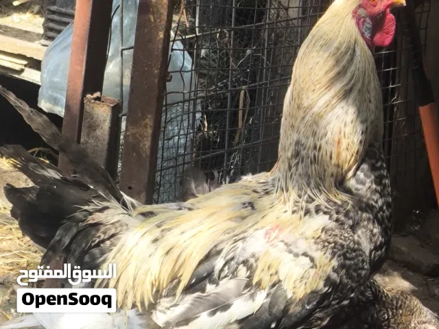 ديك عربي صحه تمام ومشروطه ضخامه فول ويلقح العمر سنه