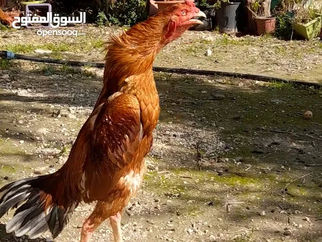 بيض باكستاني حر نخب النخب مخصب