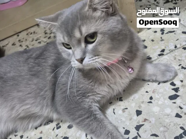 قطة نوعها بريتش شورتهير معاها جميع اغراضها للبيع  باسرع وقت باى سعر للسفر نهائى