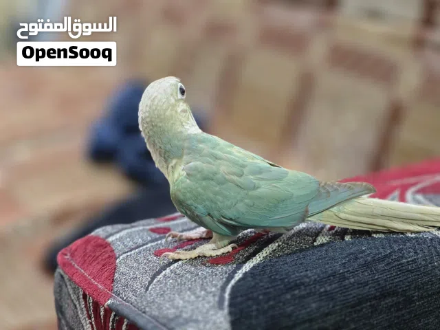 ببغاء كنيور