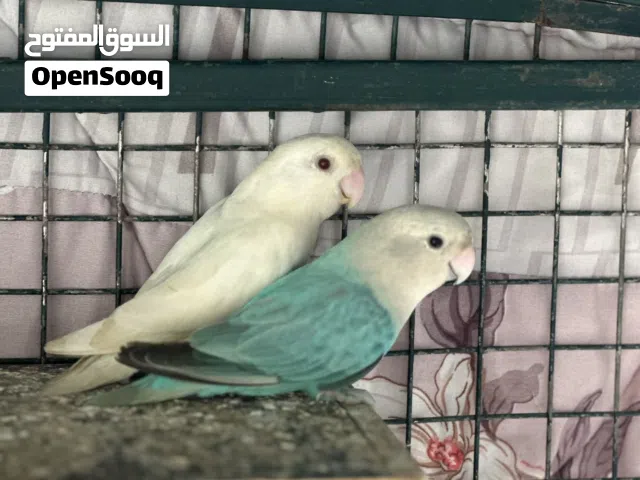 30 زوج منتج ماشاء الله