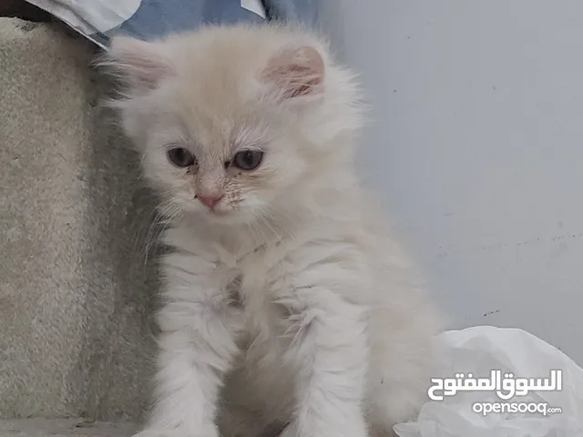 قطط شيرازي للبيع