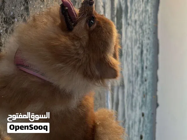 Pomeranian, female