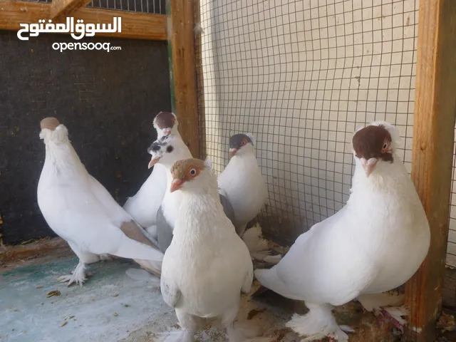 الكوم 70 فقط الحبة ليرتين فقط حرق .... حرق .... حرق.... الموقع الكرك / الحسينية