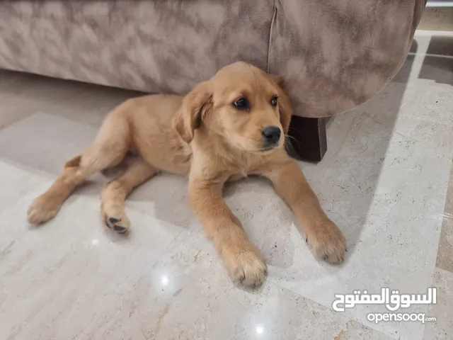 Golden Retiever - عولدن