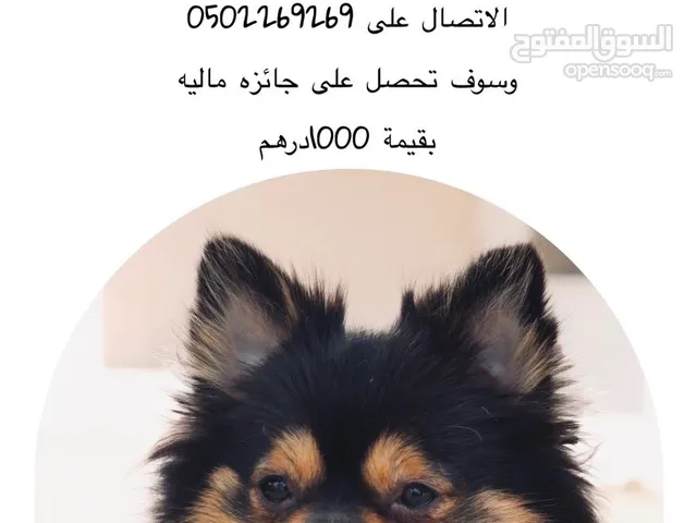 كلب مفقود - Missing dog
