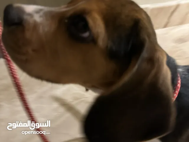 Beagle puppy: 6,000 qar (price negotiable)