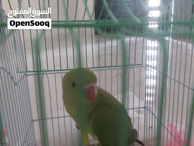 ببغاء درة عماني