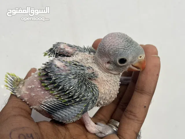 افراخ دره تاكيل يدوي