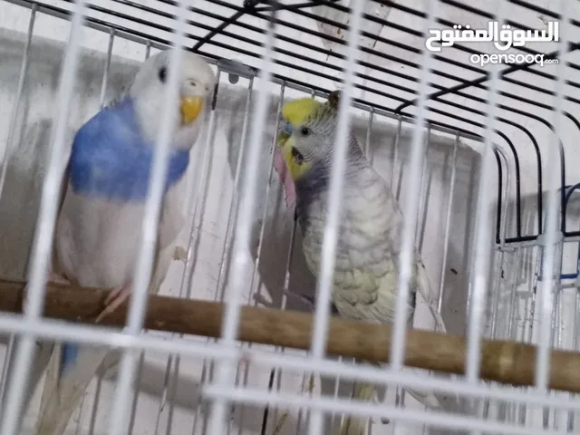 طيور حب مزاويج وبزارات هنه ول قفص